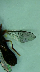 Paragus longiventris