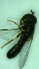 Paragus longiventris