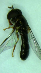 Paragus longiventris