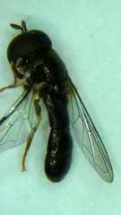 Paragus longiventris