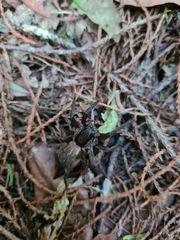 Uliodon albopunctatus