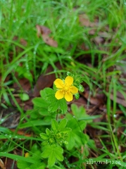 Potentilla fulgens