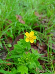 Potentilla fulgens