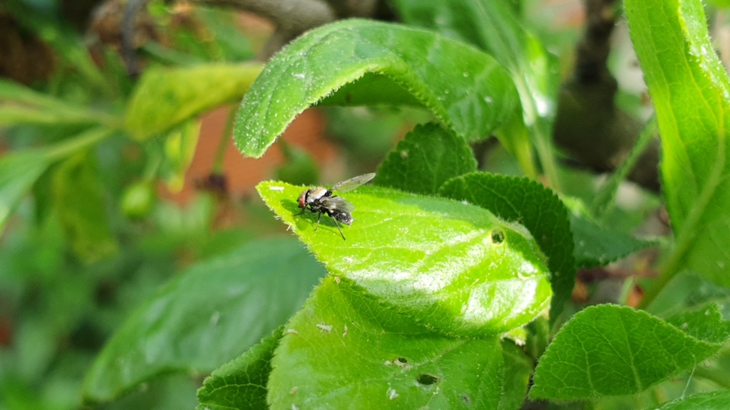 Milichia speciosa