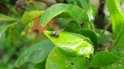 Milichia speciosa