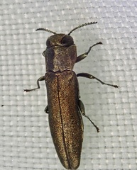 Agrilus laticornis
