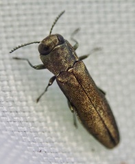 Agrilus laticornis