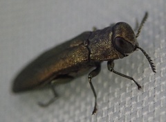 Agrilus laticornis