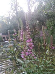 Lythrum salicaria
