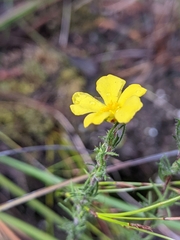 Hibbertia prostrata