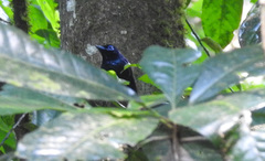 Terpsiphone atrochalybeia