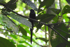 Terpsiphone atrochalybeia