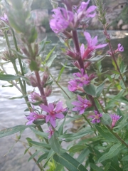 Lythrum salicaria