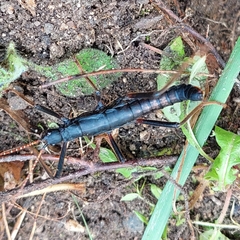 Decidia blapoides