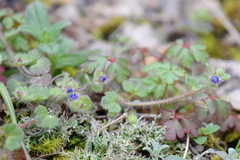Veronica triloba