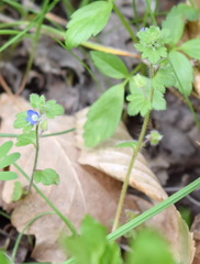 Veronica triloba