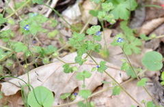 Veronica triloba