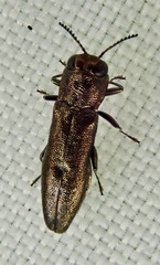 Agrilus laticornis