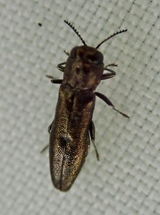 Agrilus laticornis