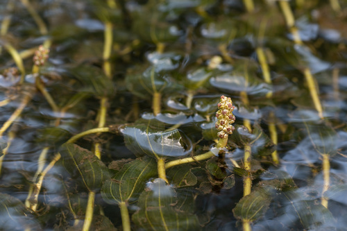 Potamogeton perfoliatus iNat (2)
