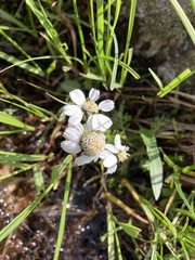 Achillea erba-rotta