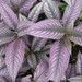 Persian Shield - Photo (c) Magnus Forrester-Barker, some rights reserved (CC BY-NC-SA)