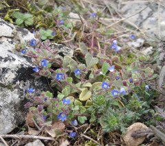 Veronica triloba