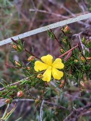 Hibbertia fasciculata