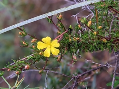 Hibbertia fasciculata