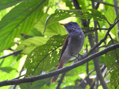 Terpsiphone atrochalybeia