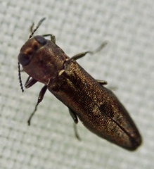 Agrilus laticornis