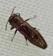Agrilus laticornis