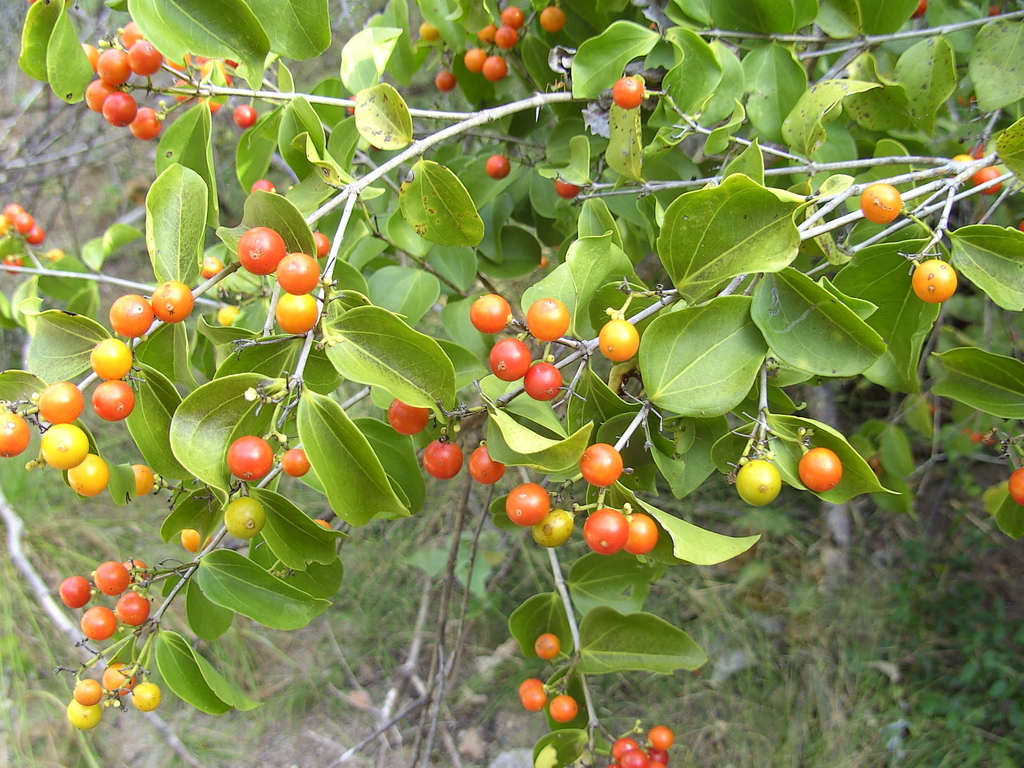 Strychnos axillaris