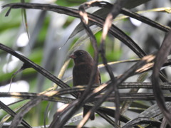 Crithagra rufobrunnea