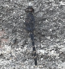 Bradinopyga geminata