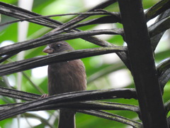 Crithagra rufobrunnea