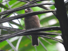 Crithagra rufobrunnea