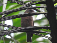 Crithagra rufobrunnea