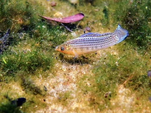 Sailfin molly (Poecilia latipinna) — Poeciliidae — 2