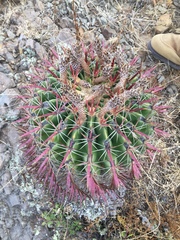 Ferocactus recurvus recurvus