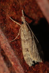 Scoparia subfusca