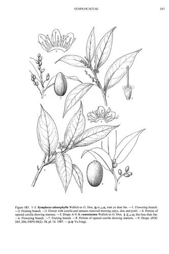 Symplocos adenophylla