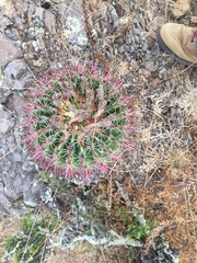 Ferocactus recurvus recurvus