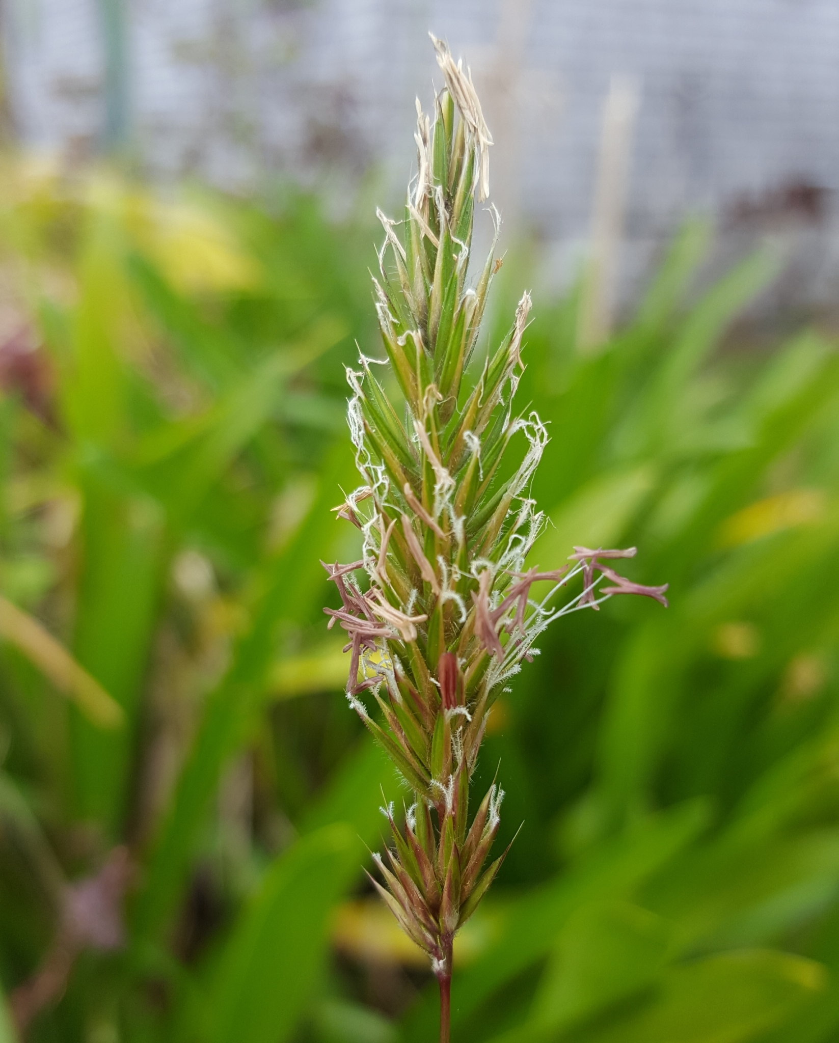 (c) François Rousseu, certains droits réservés (CC BY-NC) https://www.inaturalist.org/observations/88913937