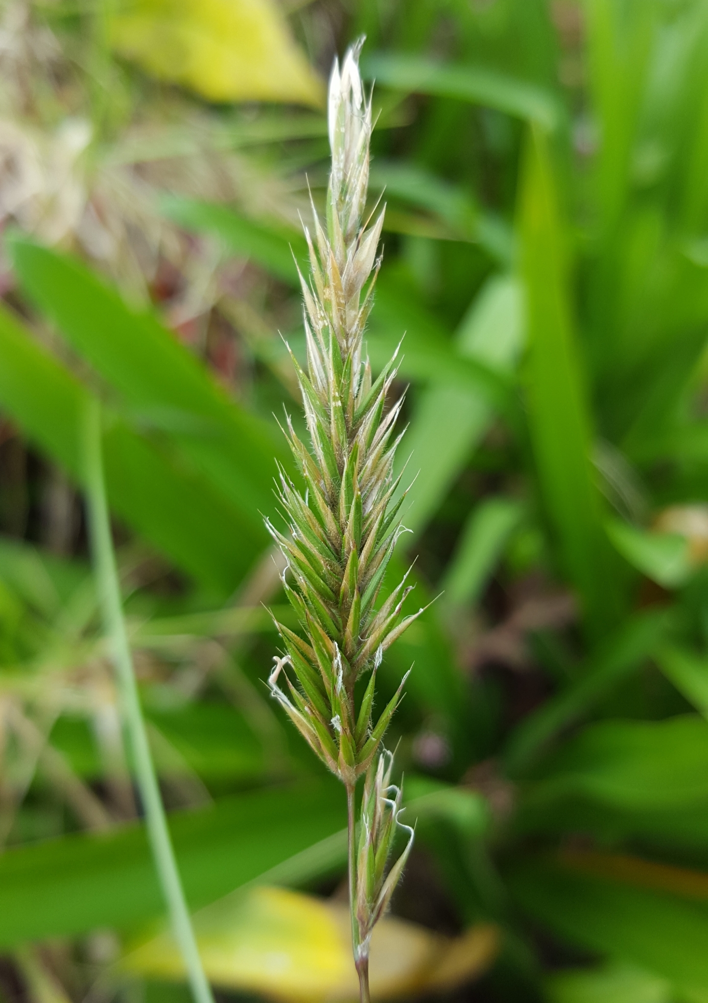 (c) François Rousseu, certains droits réservés (CC BY-NC) https://www.inaturalist.org/observations/88913937