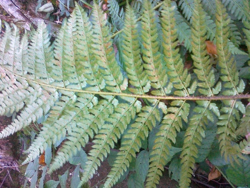 Polystichum × bicknellii, photograph 5