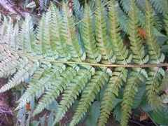 Polystichum × bicknellii