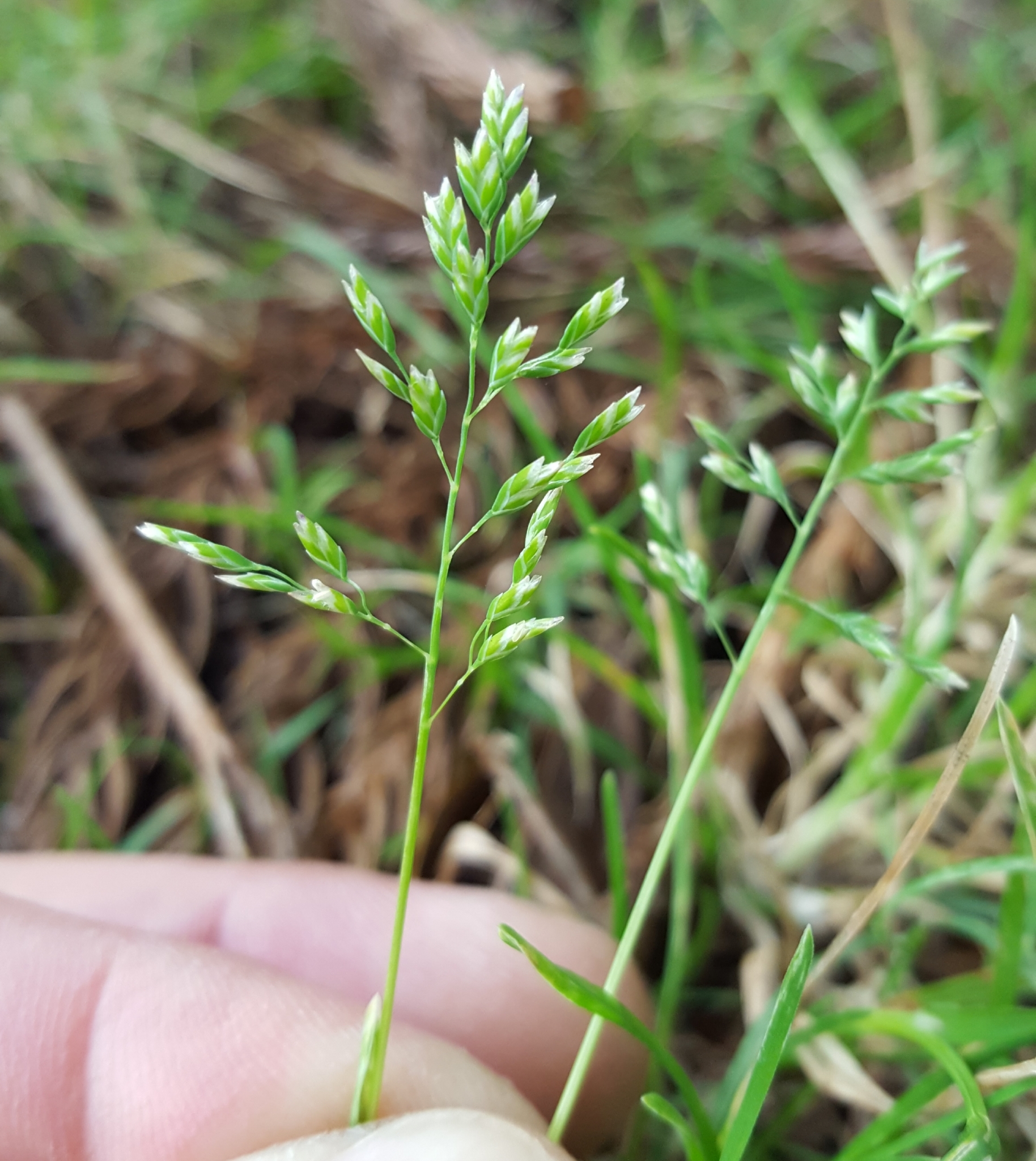 (c) François Rousseu, certains droits réservés (CC BY-NC) https://www.inaturalist.org/observations/88913973