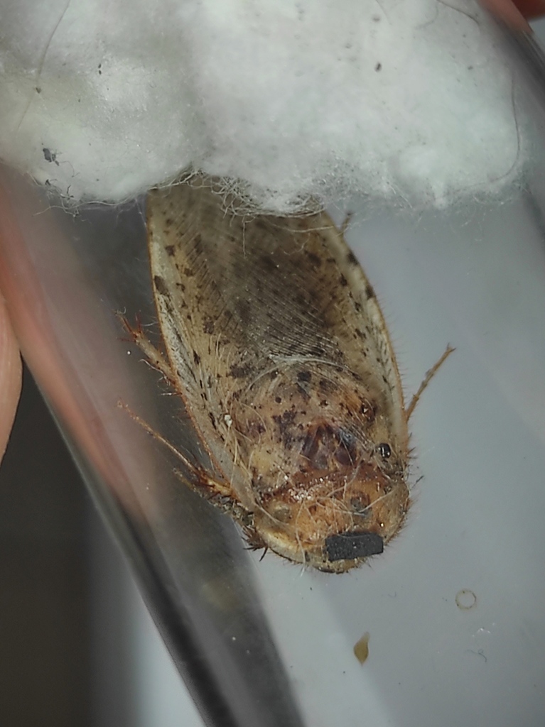 Hemelytroblatta africana