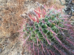 Ferocactus recurvus recurvus